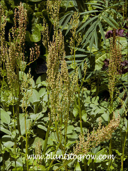 Buckler Sorrel (Rumex scutatus)
The inflorescence of the plant.
